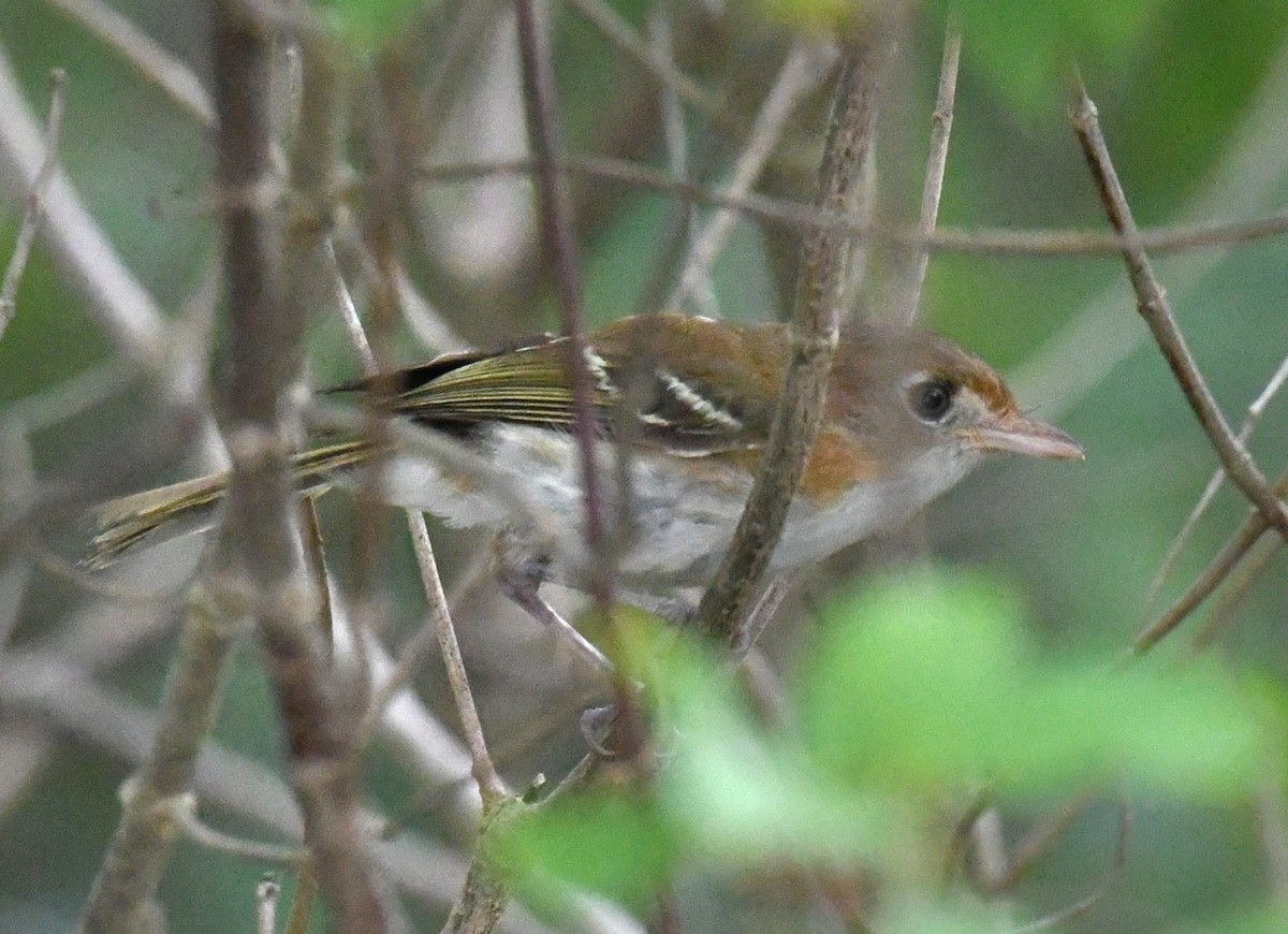 Cozumel Vireo - ML639507767