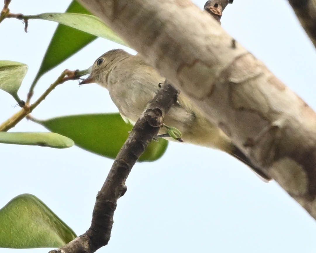 flodelenia - ML639507771