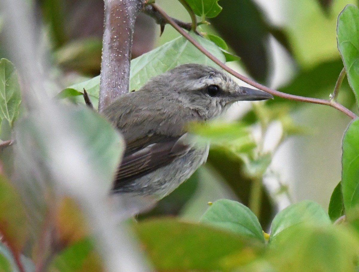 Yucatan Vireo - ML639507802