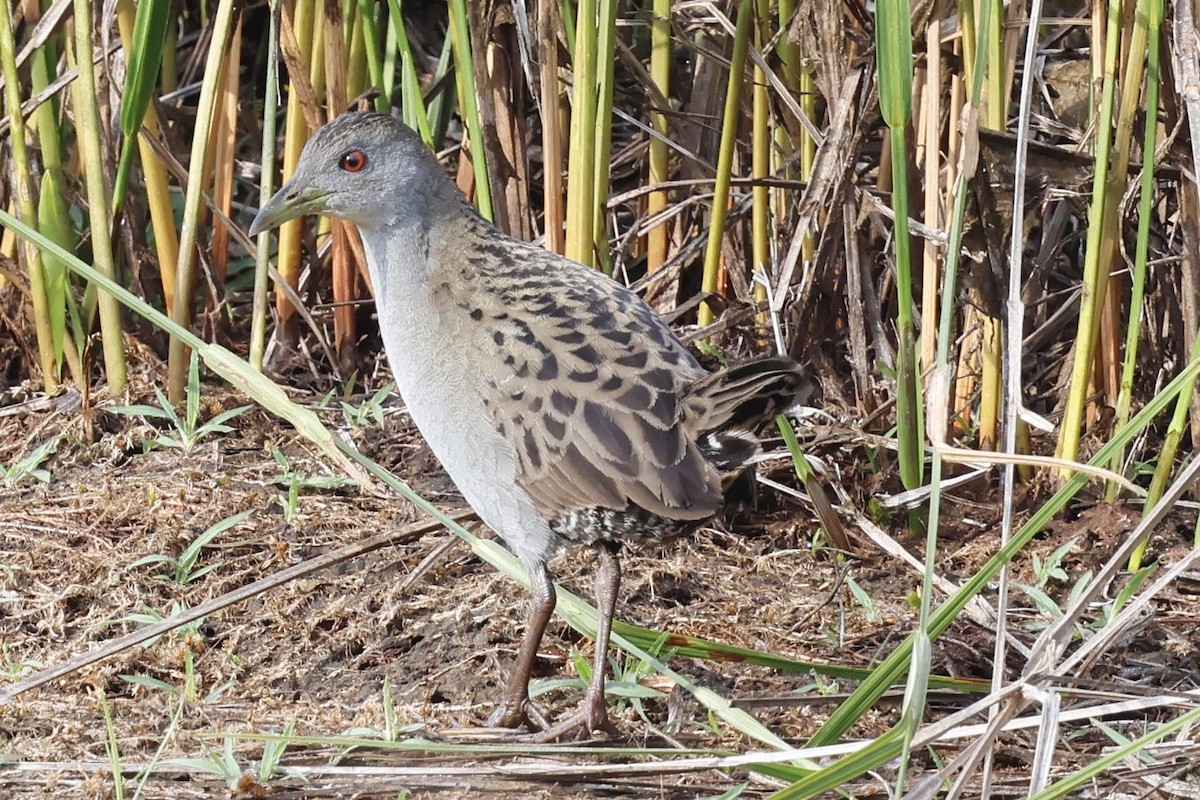 Ash-throated Crake - ML639507859