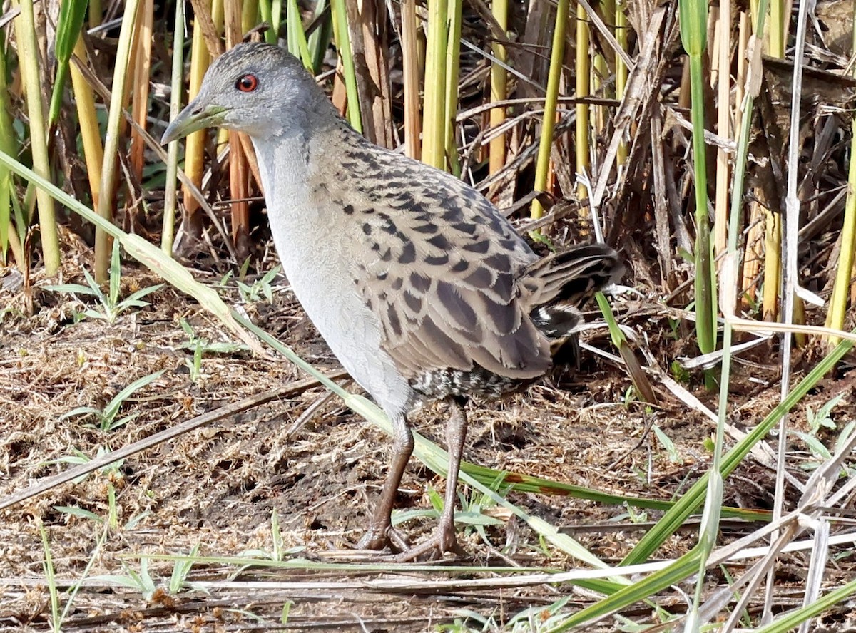 Ash-throated Crake - ML639507860