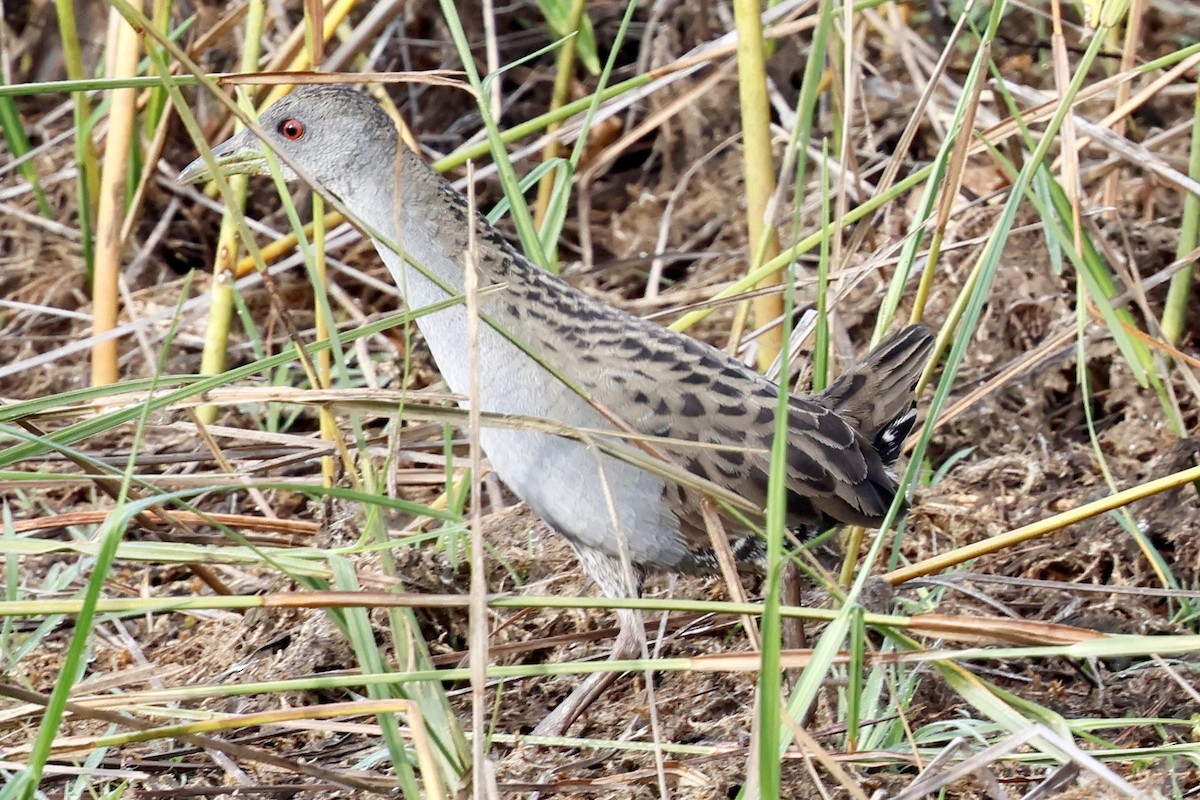 Ash-throated Crake - ML639507861
