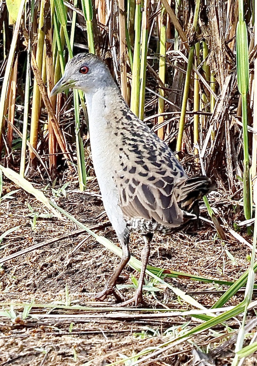 Ash-throated Crake - ML639507862