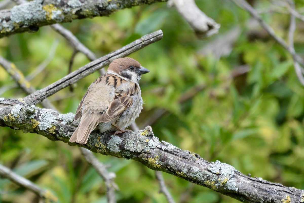 Eurasian Tree Sparrow - ML639507887
