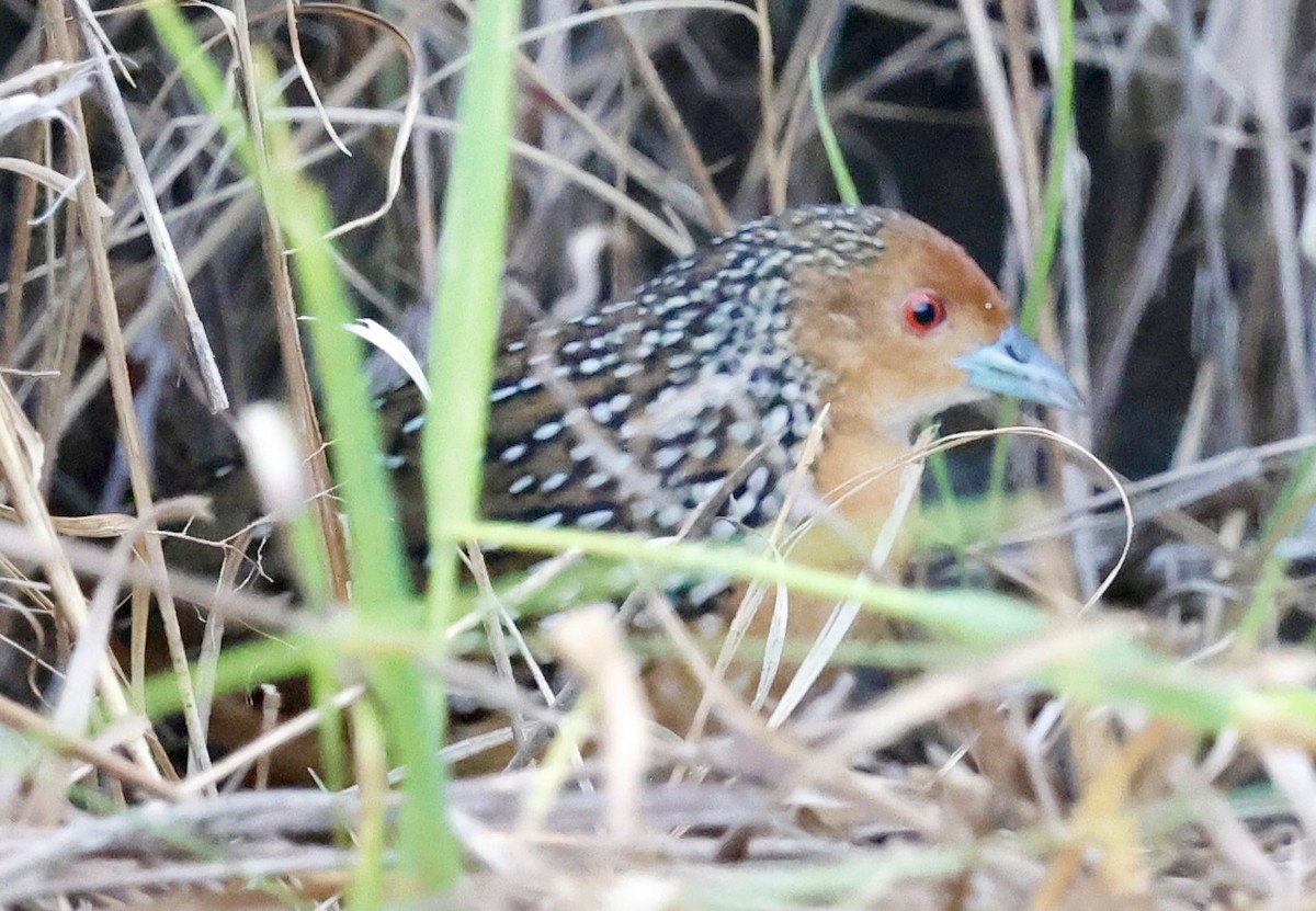 Ocellated Crake - ML639507904