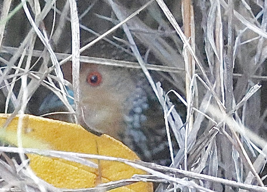 Ocellated Crake - ML639507905