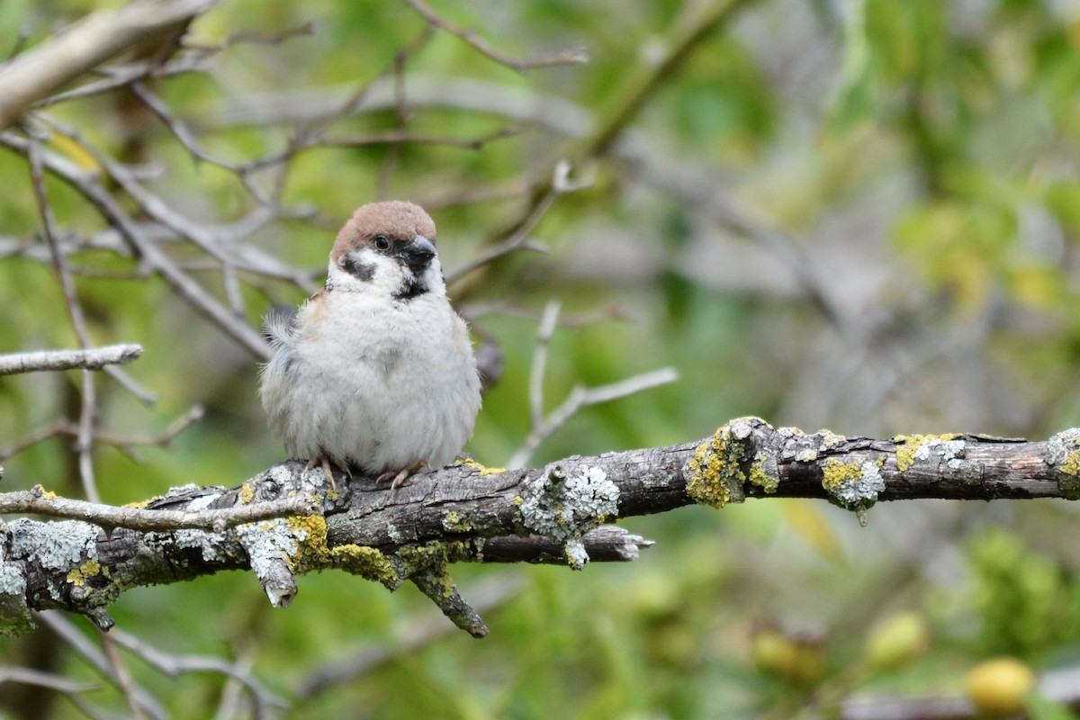 Eurasian Tree Sparrow - ML639507921