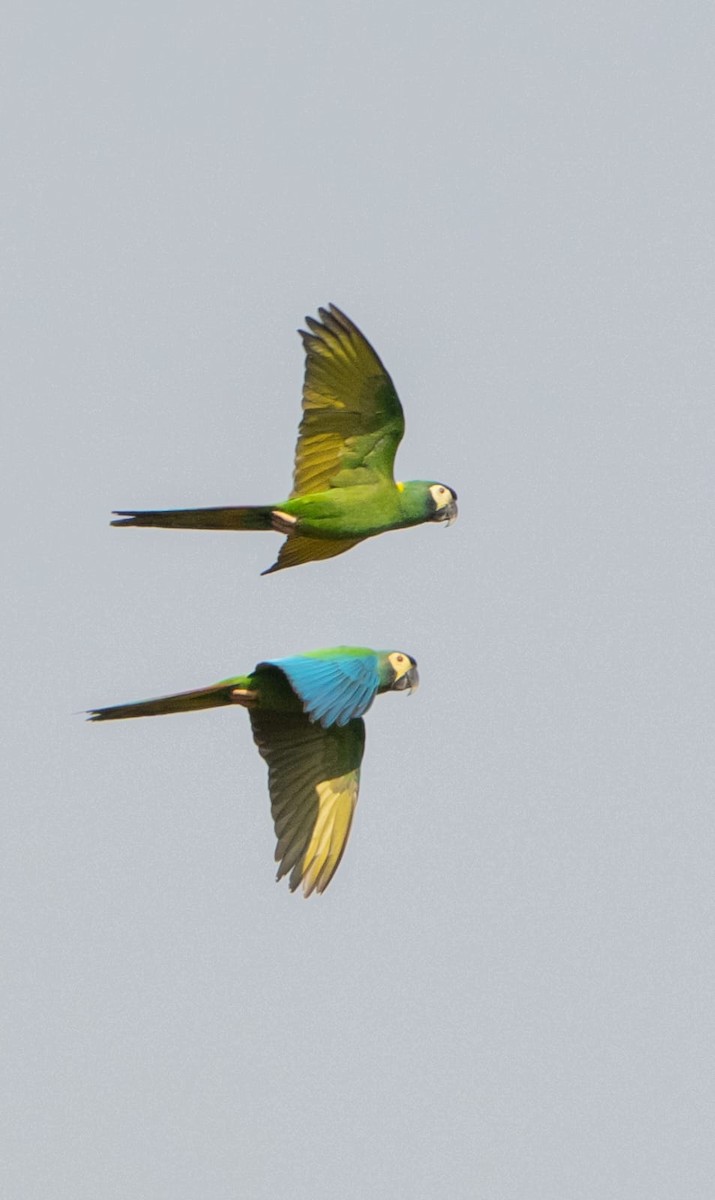 Yellow-collared Macaw - ML639507927