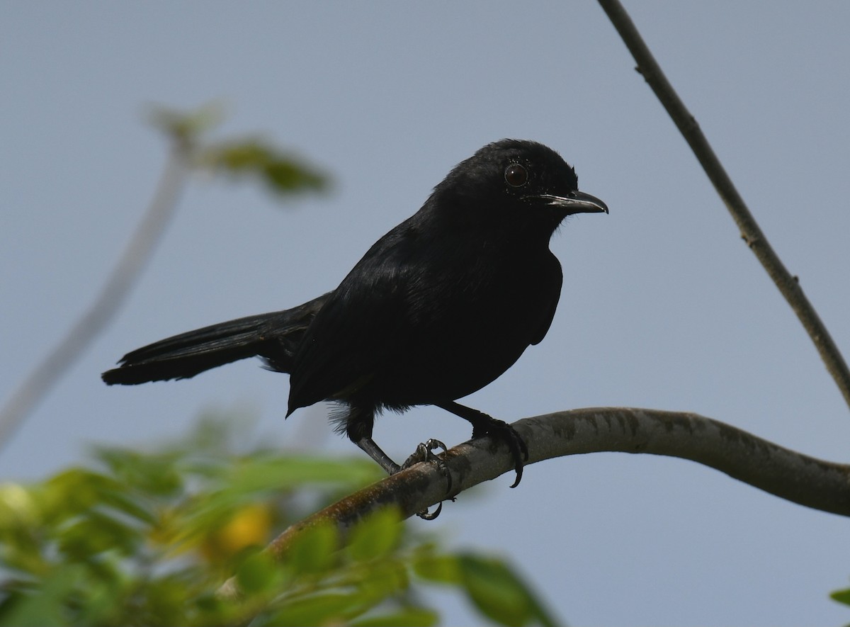 Black Catbird - ML639507929