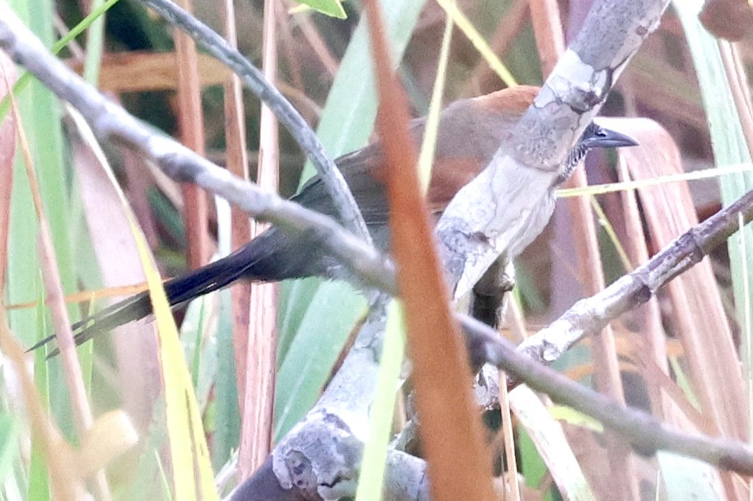 Cinereous-breasted Spinetail - ML639507946