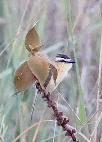 Sharp-tailed Tyrant - ML639507950