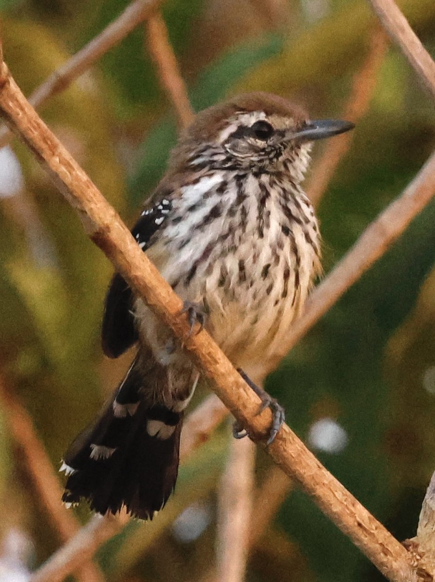 Rusty-backed Antwren - ML639507976