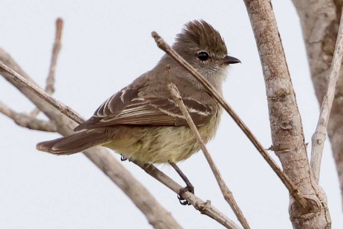 Southern Scrub-Flycatcher - ML639507998