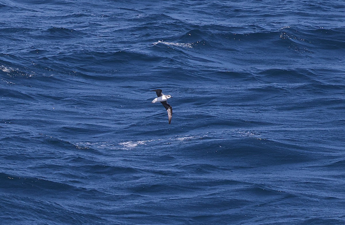 Soft-plumaged Petrel - ML639508035