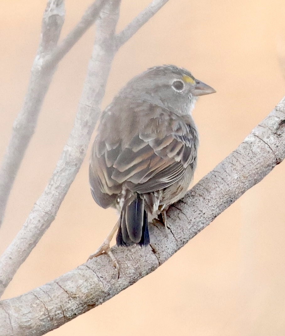 Grassland Sparrow - ML639508043