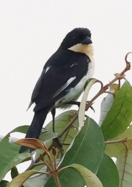 White-rumped Tanager - ML639508052