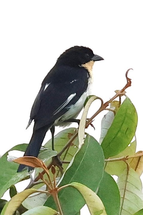 White-rumped Tanager - ML639508053