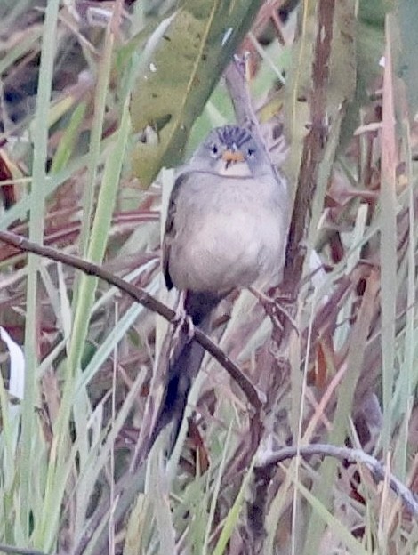 Wedge-tailed Grass-Finch - ML639508065