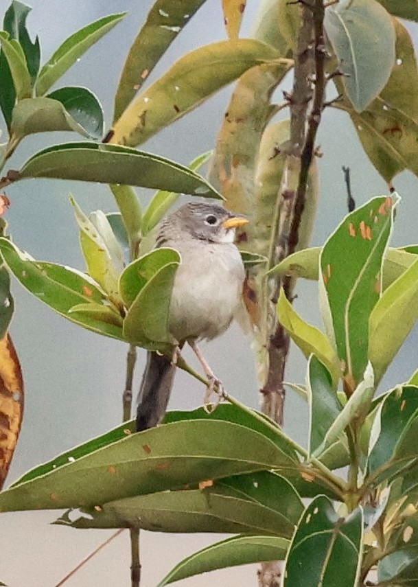 Wedge-tailed Grass-Finch - ML639508066