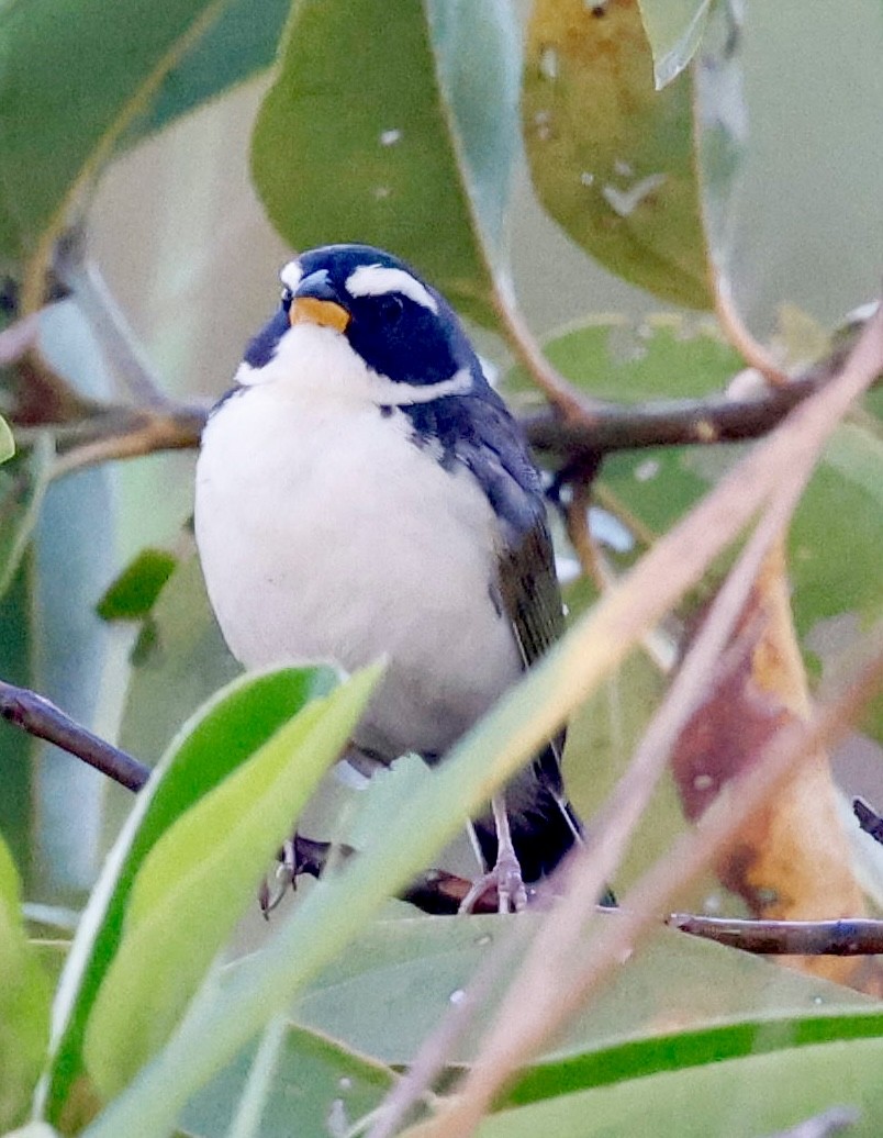 Black-masked Finch - ML639508075