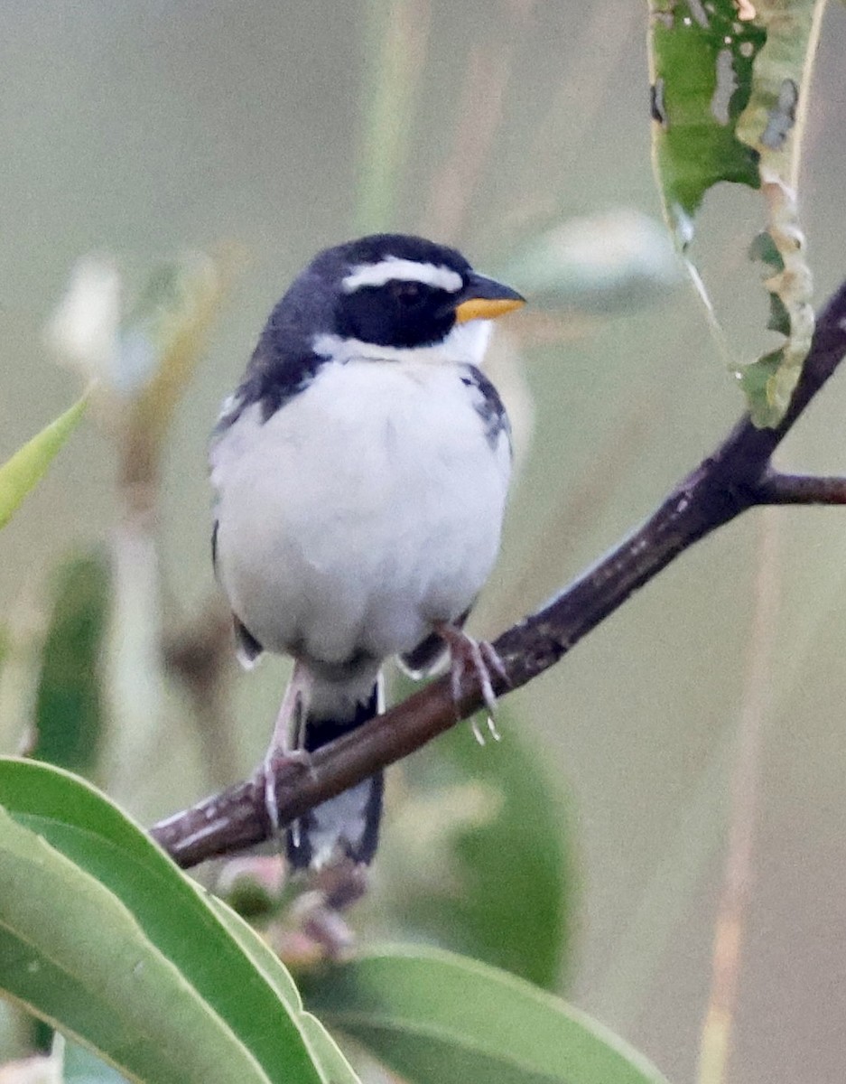 Black-masked Finch - ML639508077