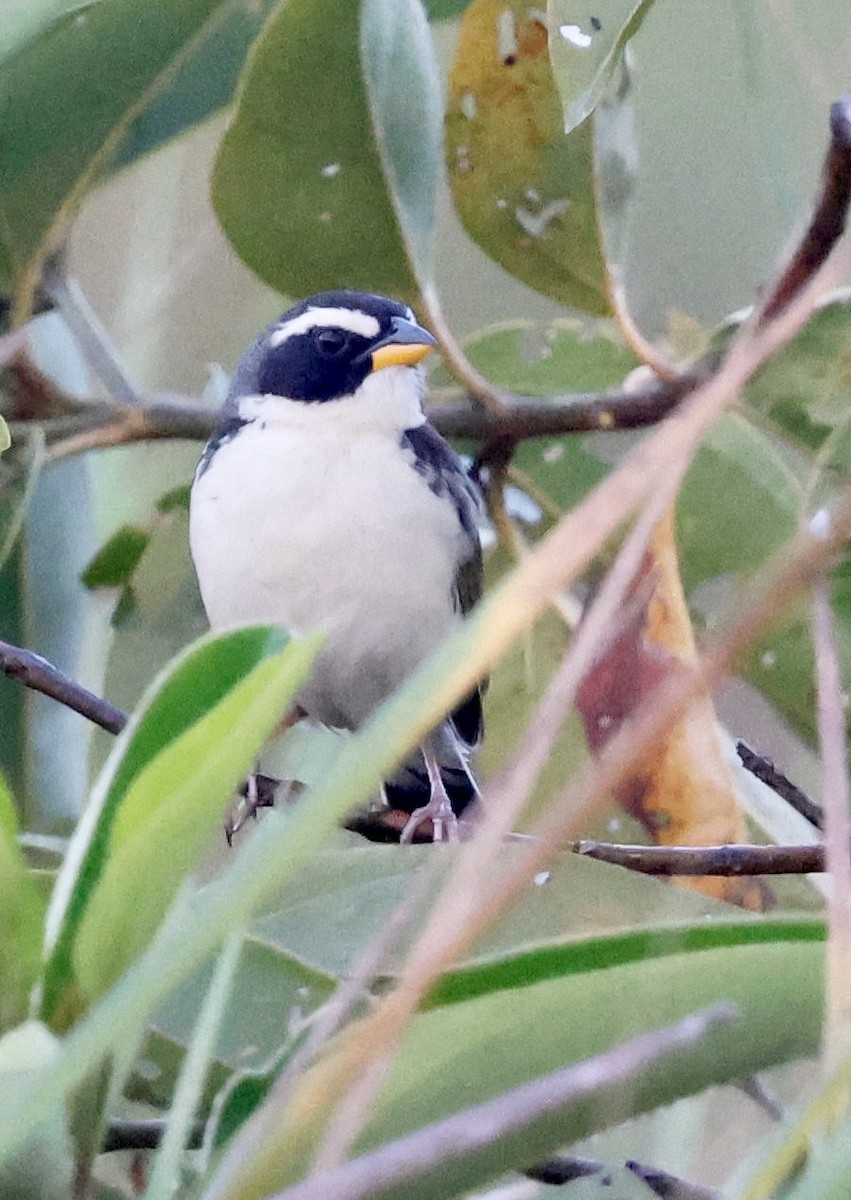 Black-masked Finch - ML639508078