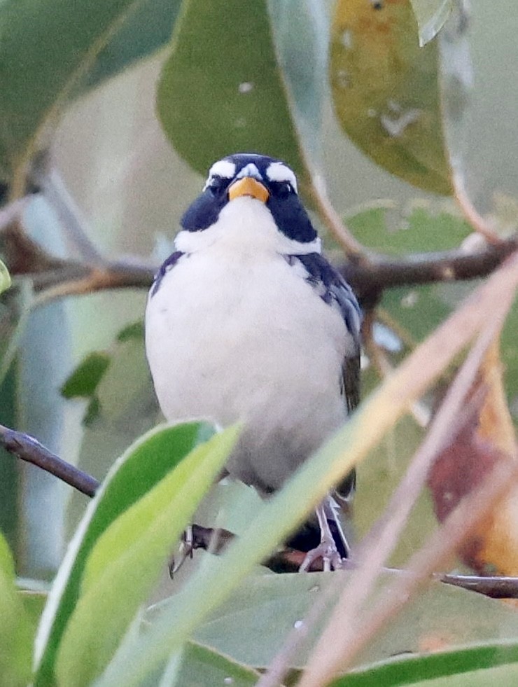 Black-masked Finch - ML639508079