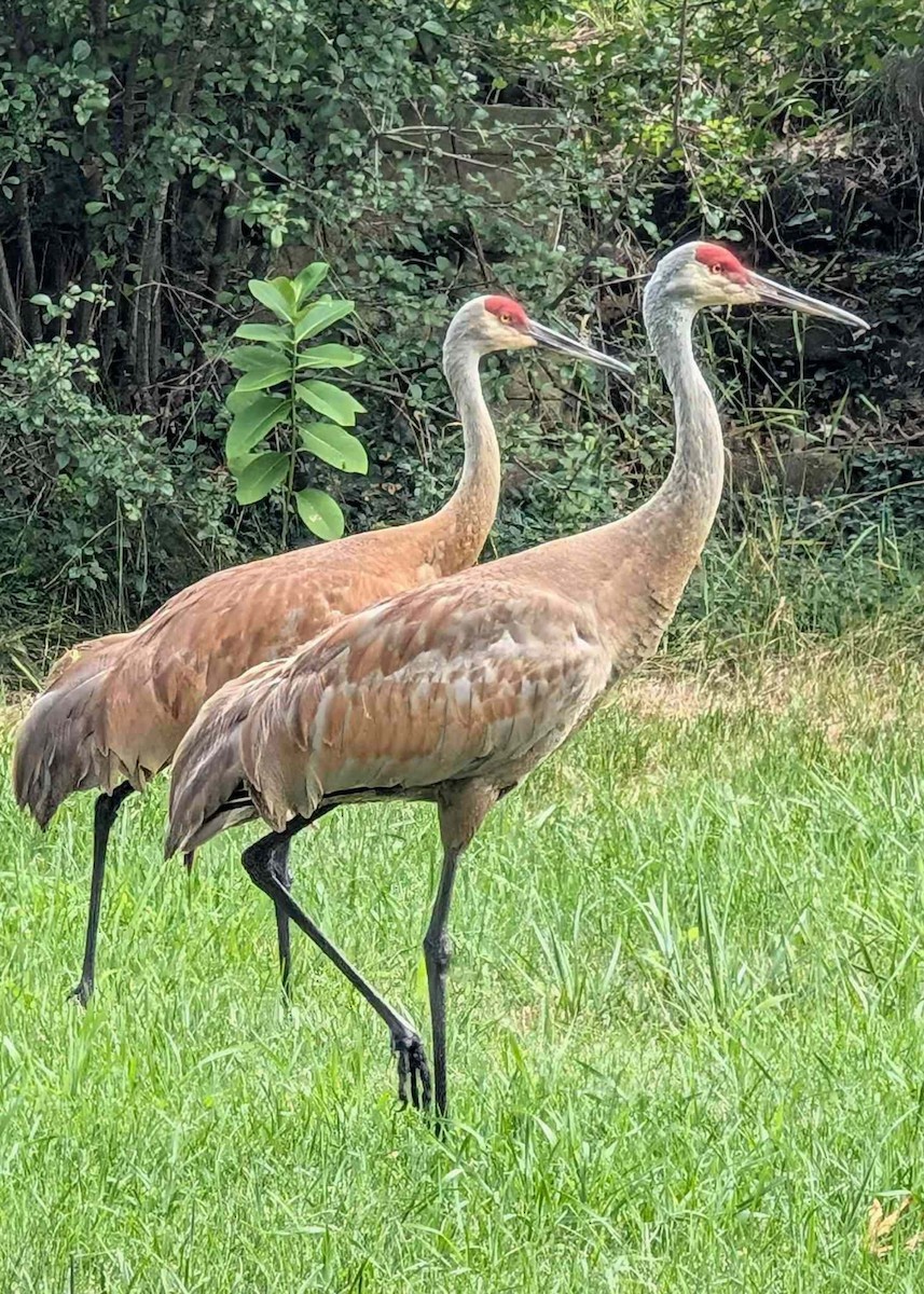 Sandhill Crane - ML639508082
