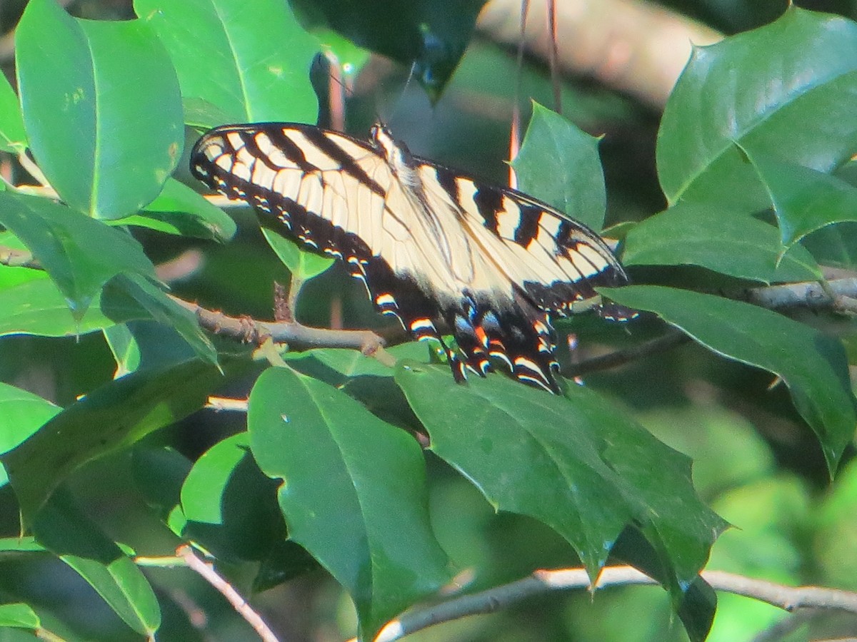 Animals - ML639508095