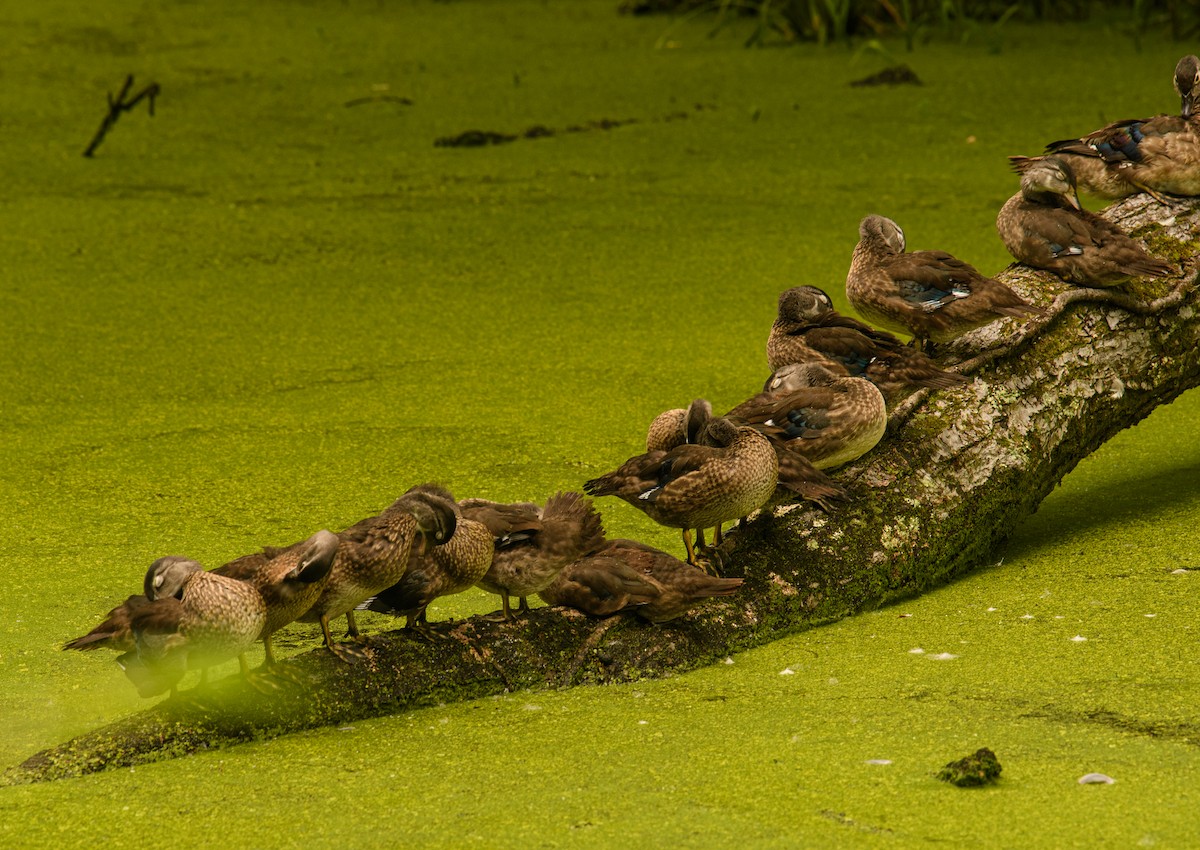 Wood Duck - ML639508101