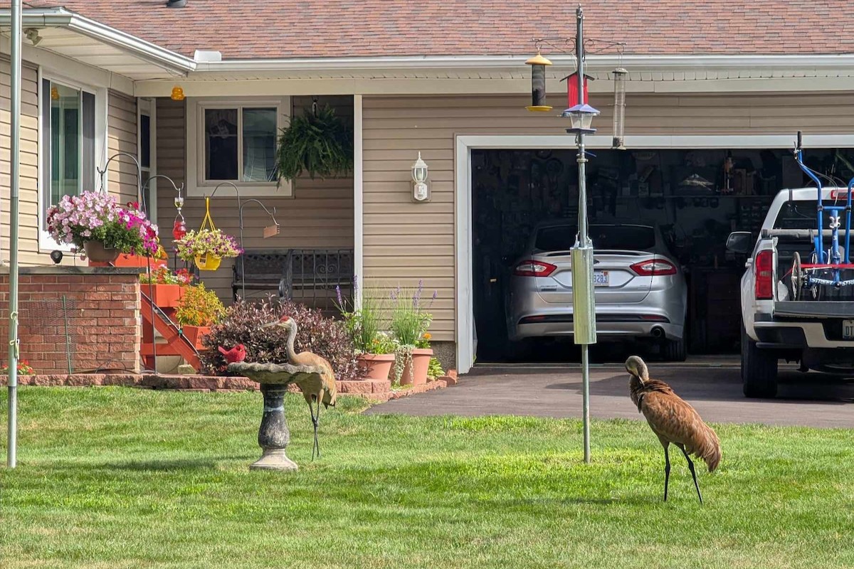 Sandhill Crane - ML639508104