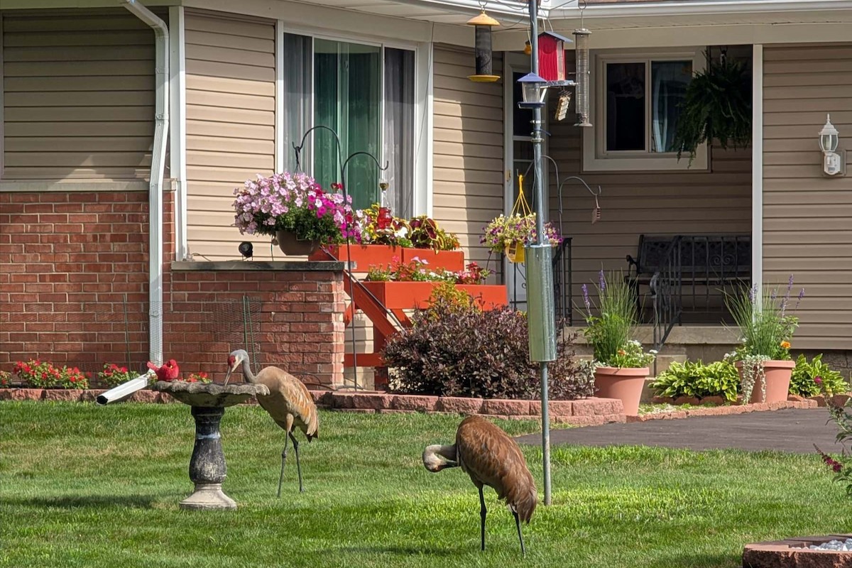 Sandhill Crane - ML639508110