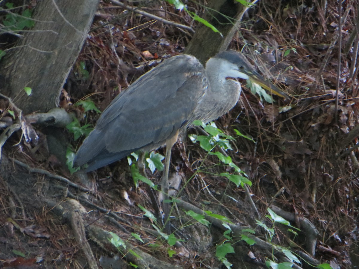 herodiashegre - ML639508111