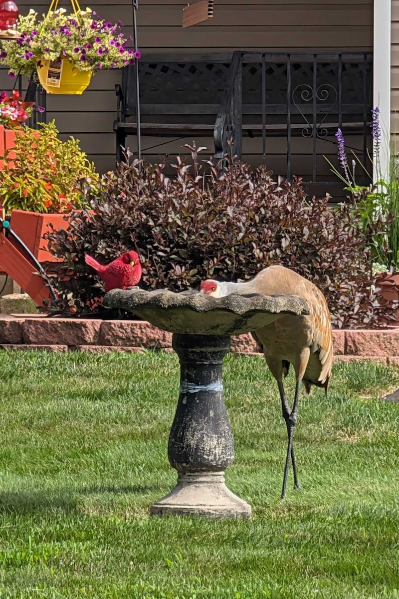 Sandhill Crane - ML639508120