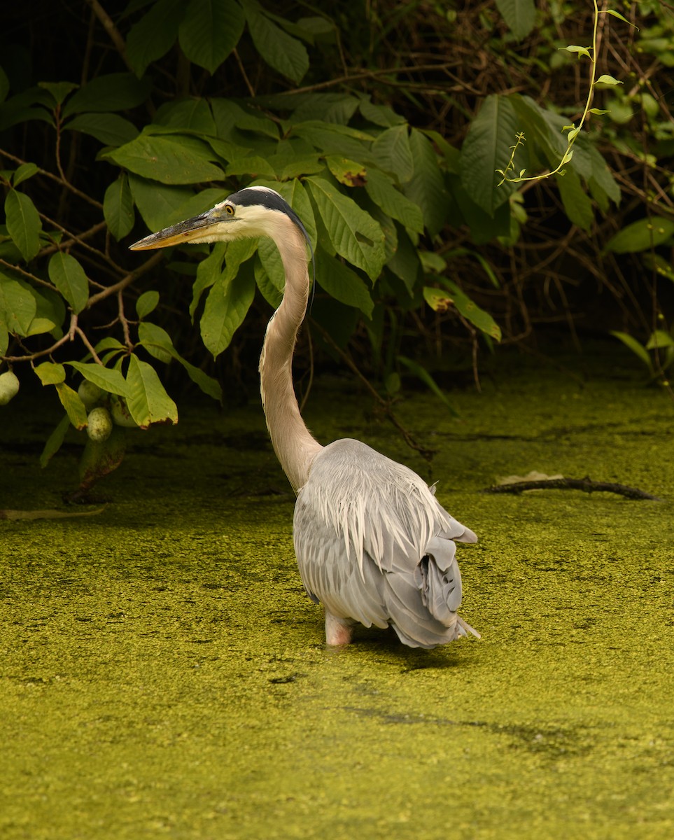 Great Blue Heron - ML639508121