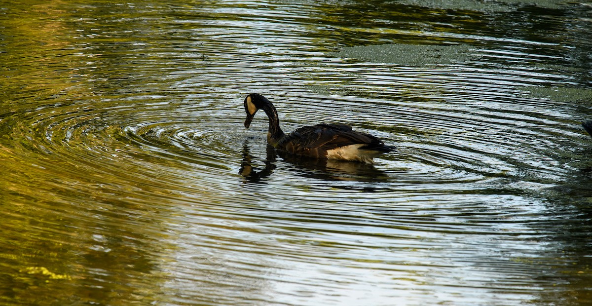 Canada Goose - ML639508144