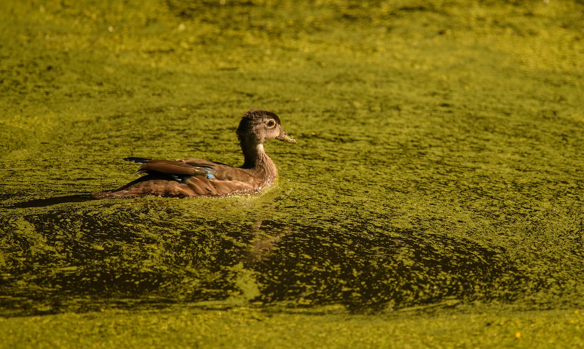 Wood Duck - ML639508156