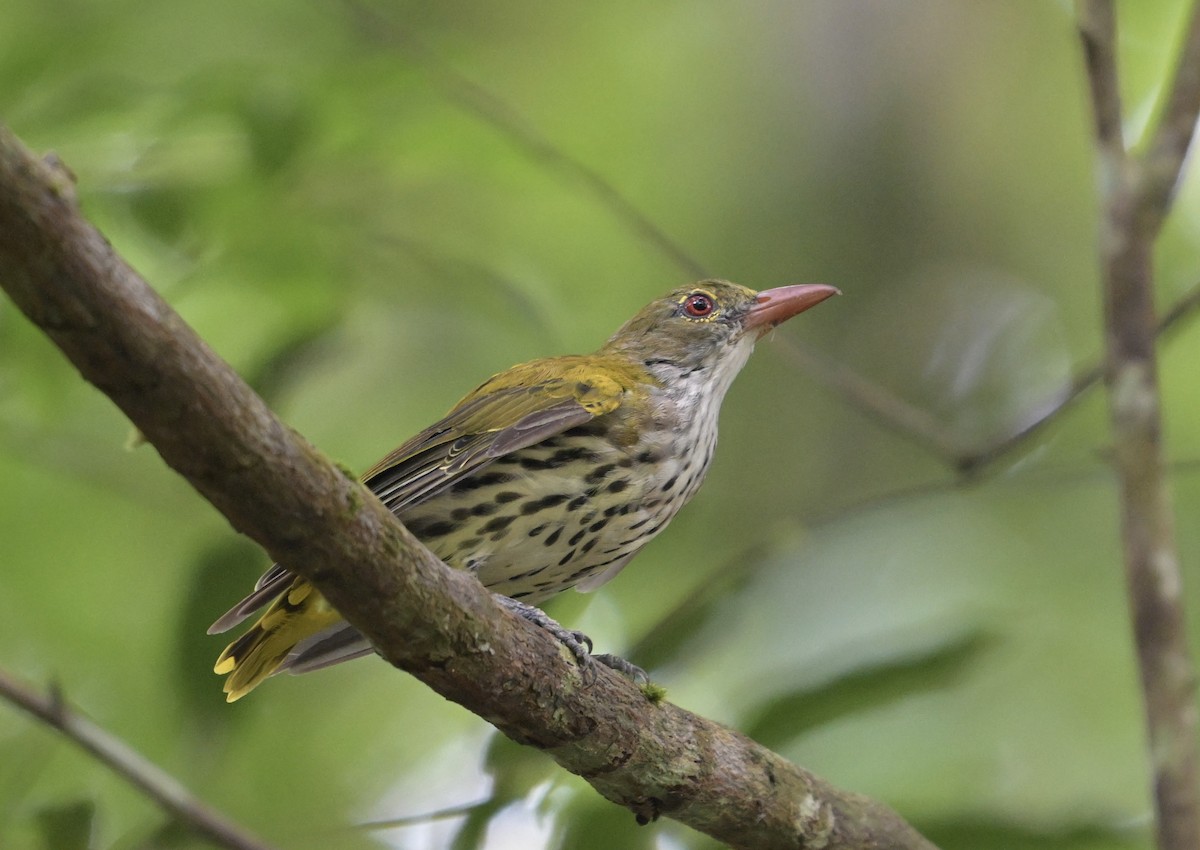 Dark-throated Oriole - ML639508165