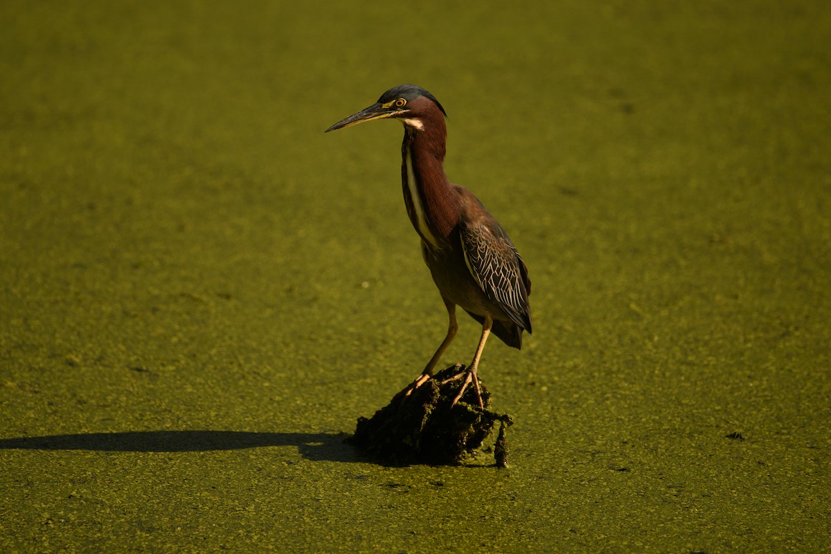 Green Heron - ML639508178