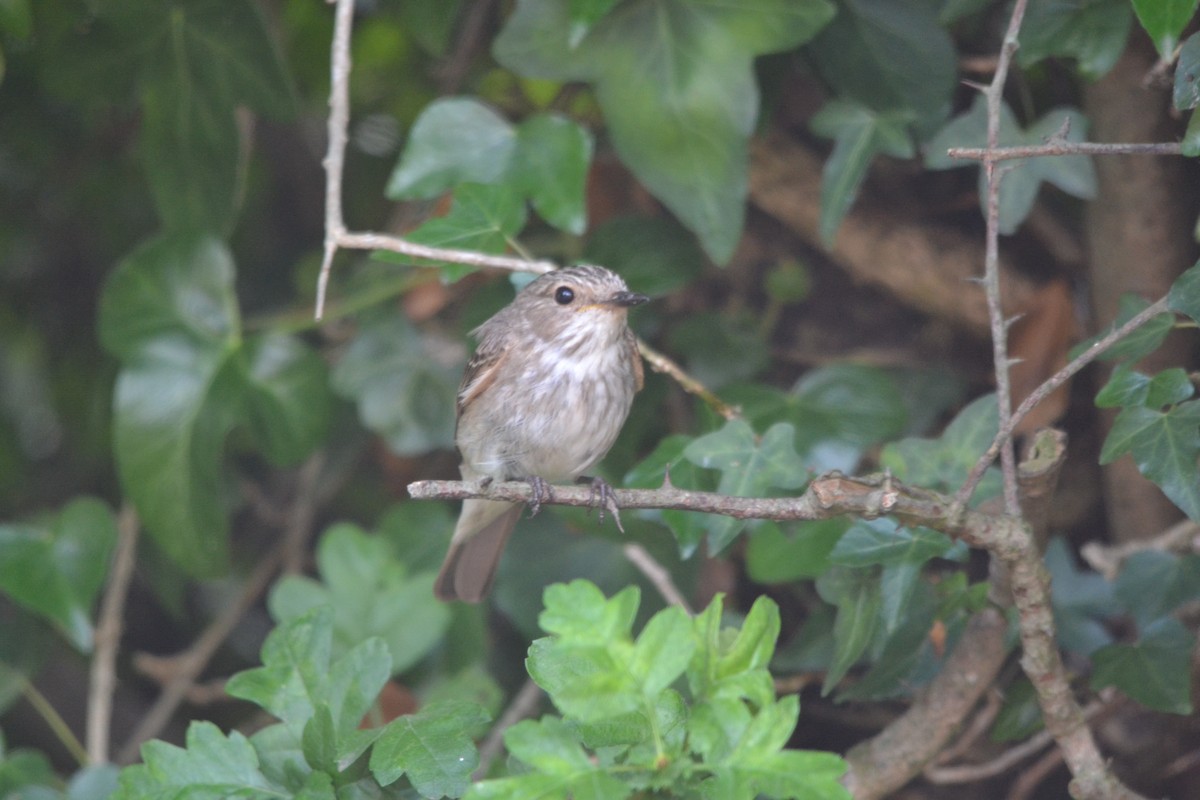 Spotted Flycatcher - ML639508229