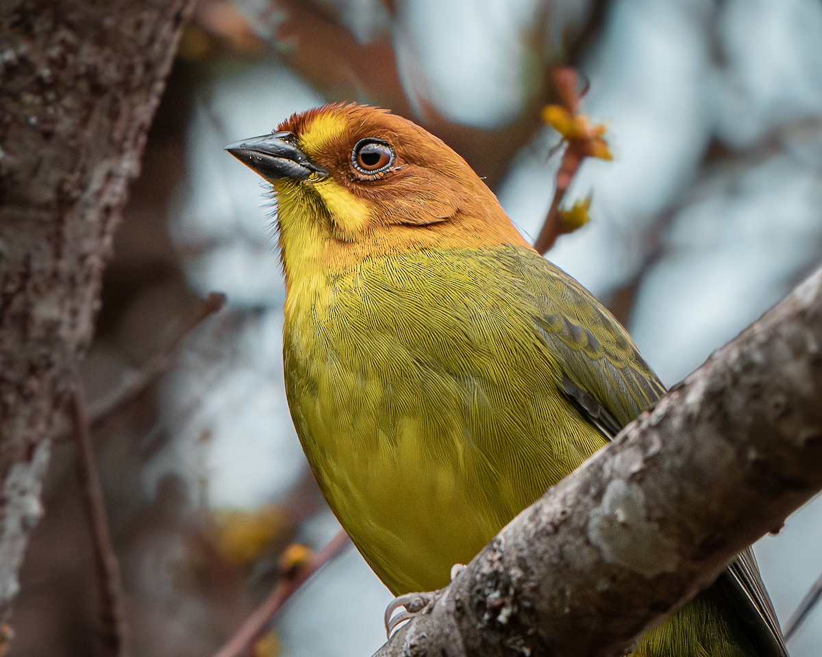 Fulvous-headed Brushfinch - ML639508298