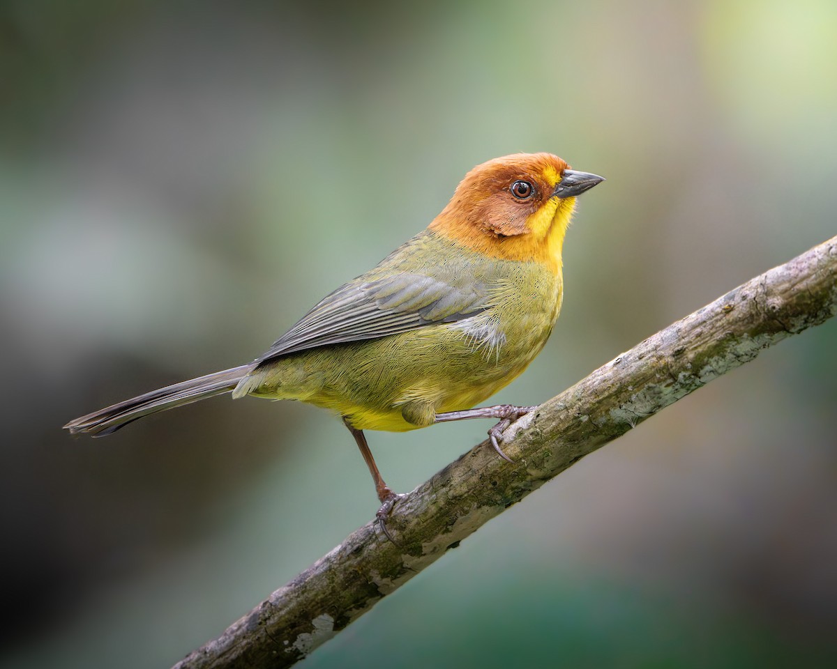 Fulvous-headed Brushfinch - ML639508299