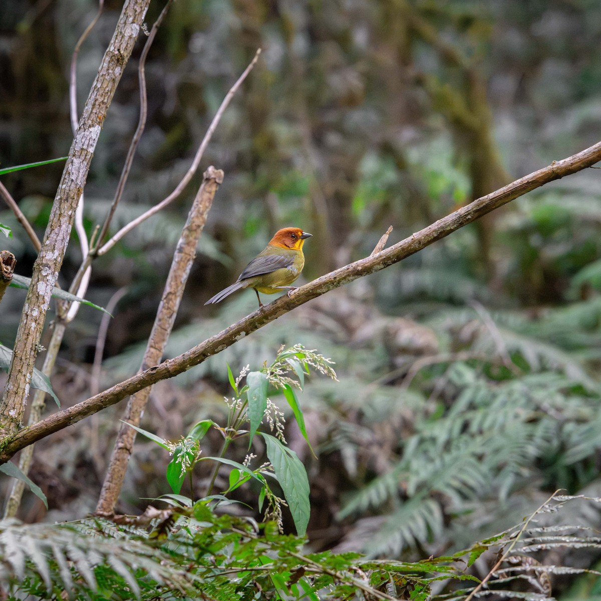 Fulvous-headed Brushfinch - ML639508300