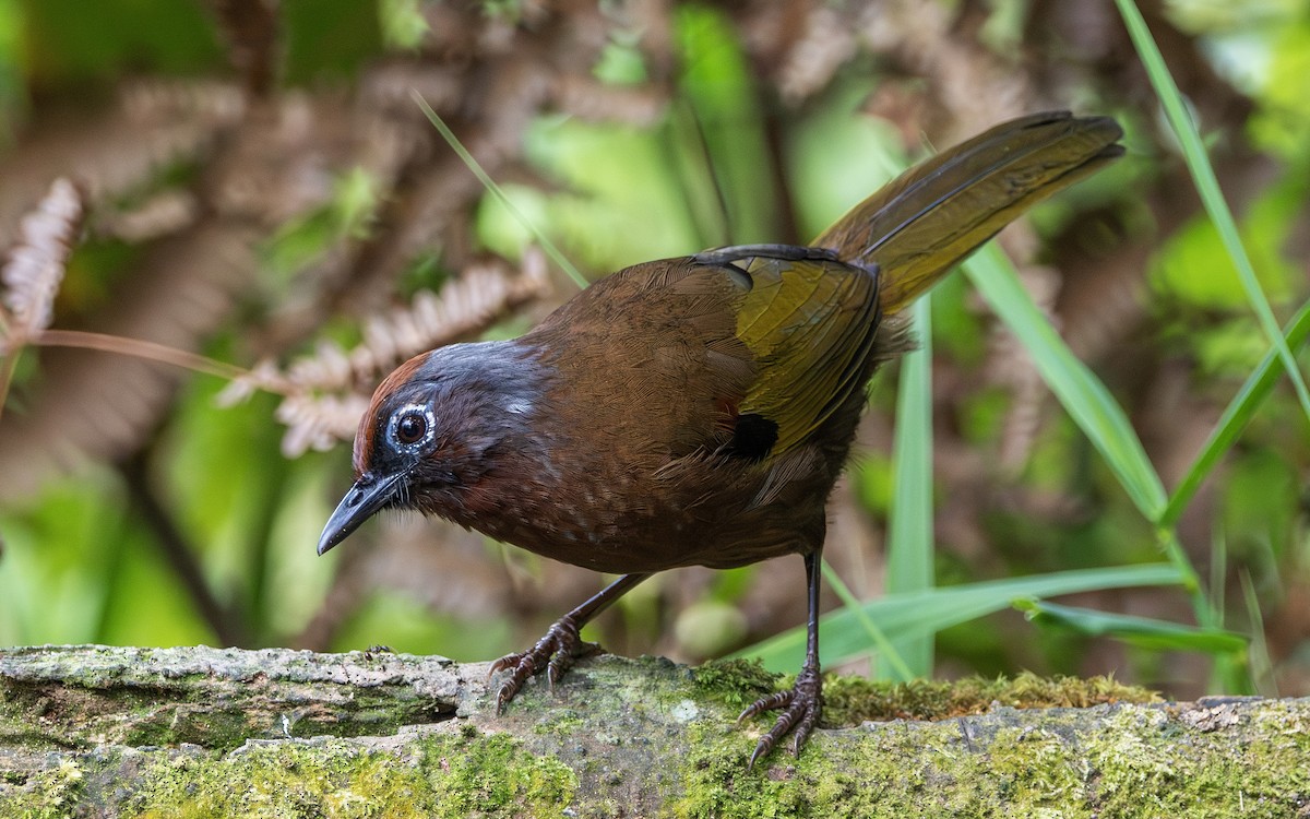 Malayan Laughingthrush - ML639508354