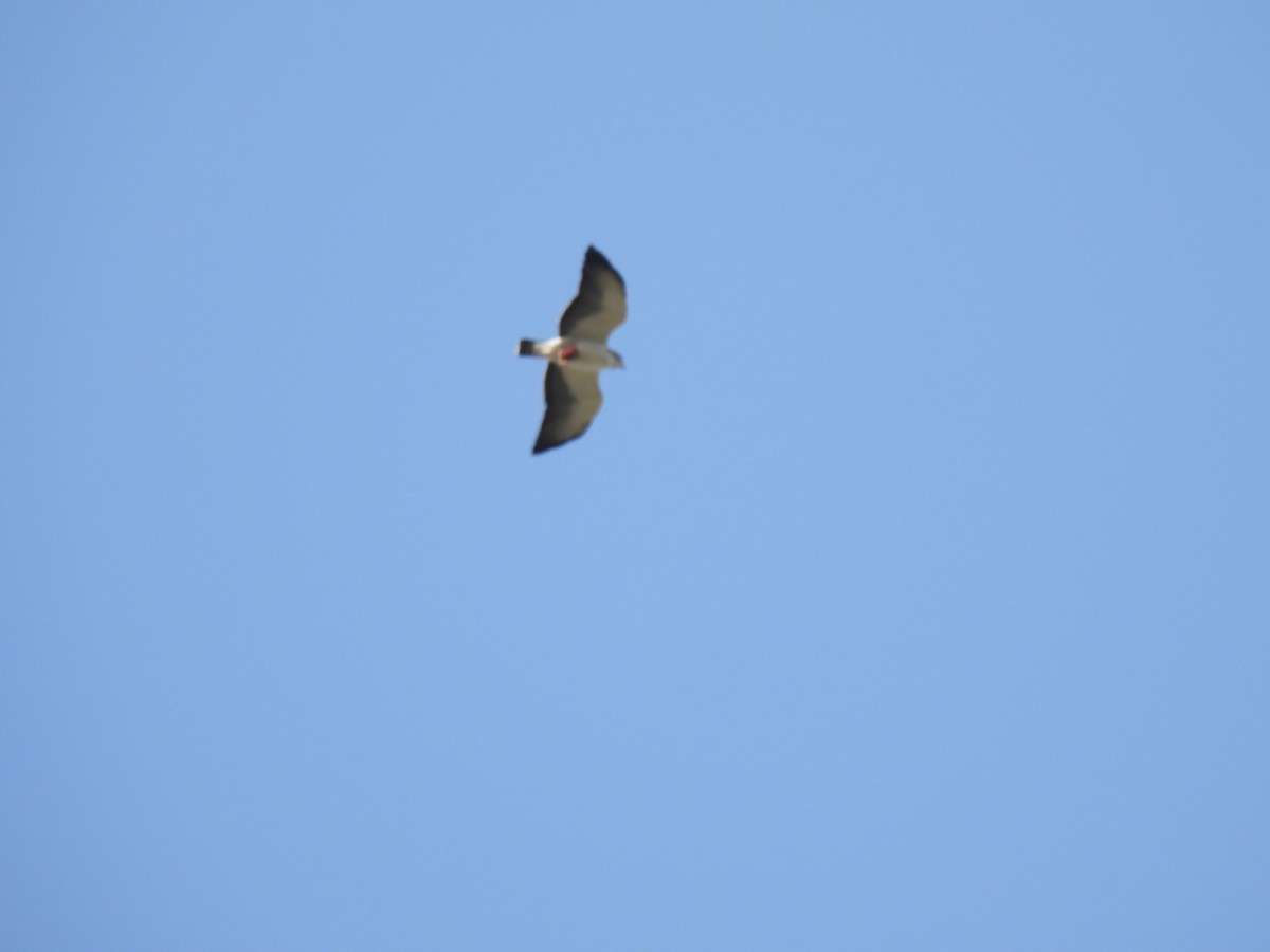 White-necked Hawk - ML639508362