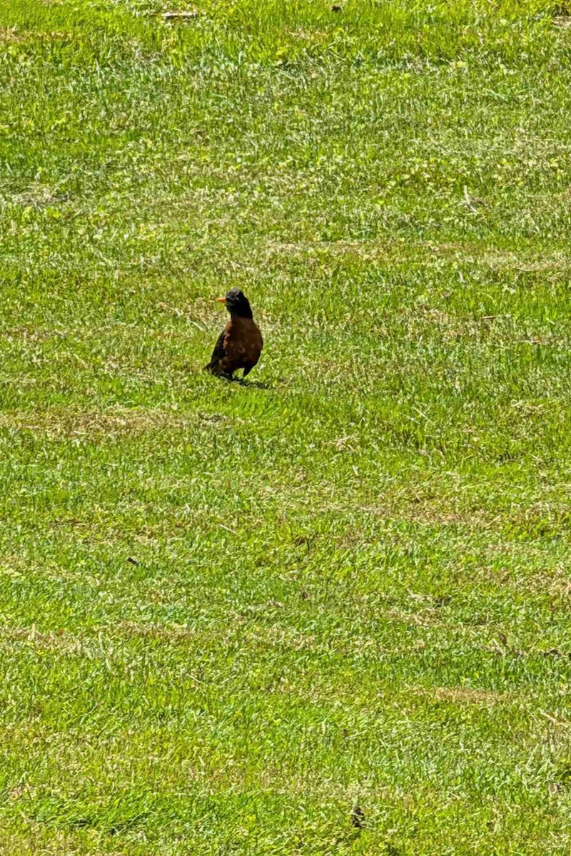 American Robin - ML639508379