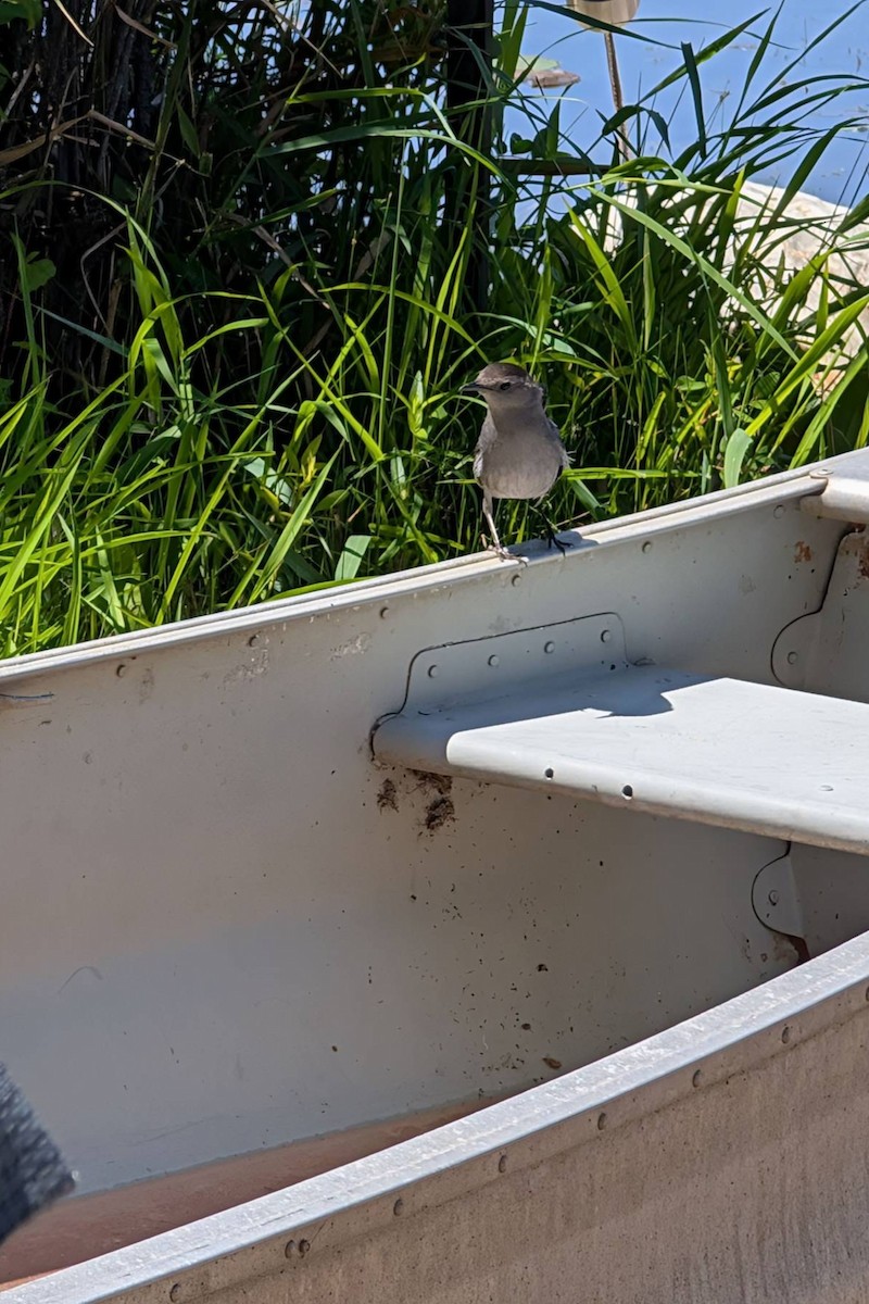 Gray Catbird - ML639508402