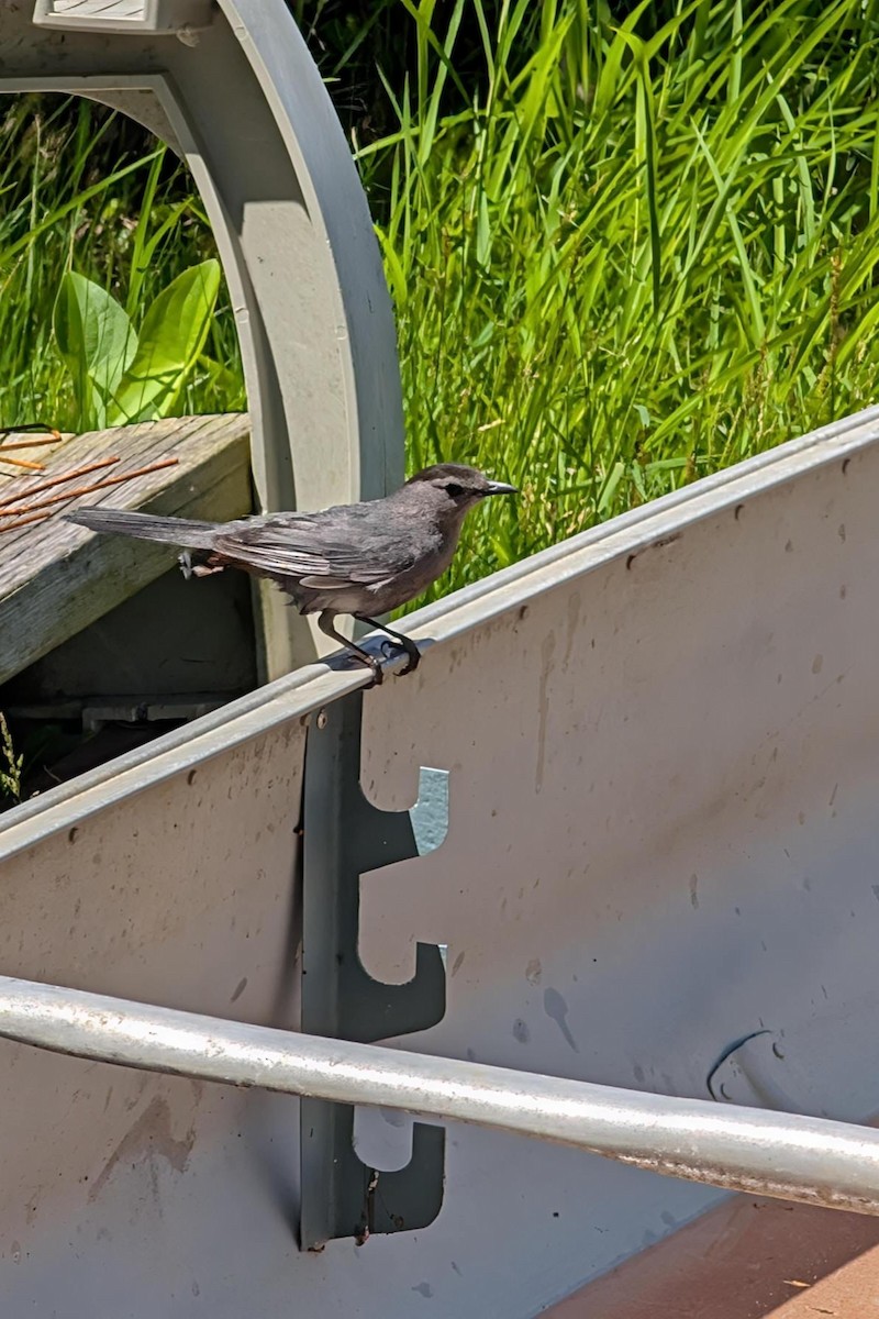 Gray Catbird - ML639508410
