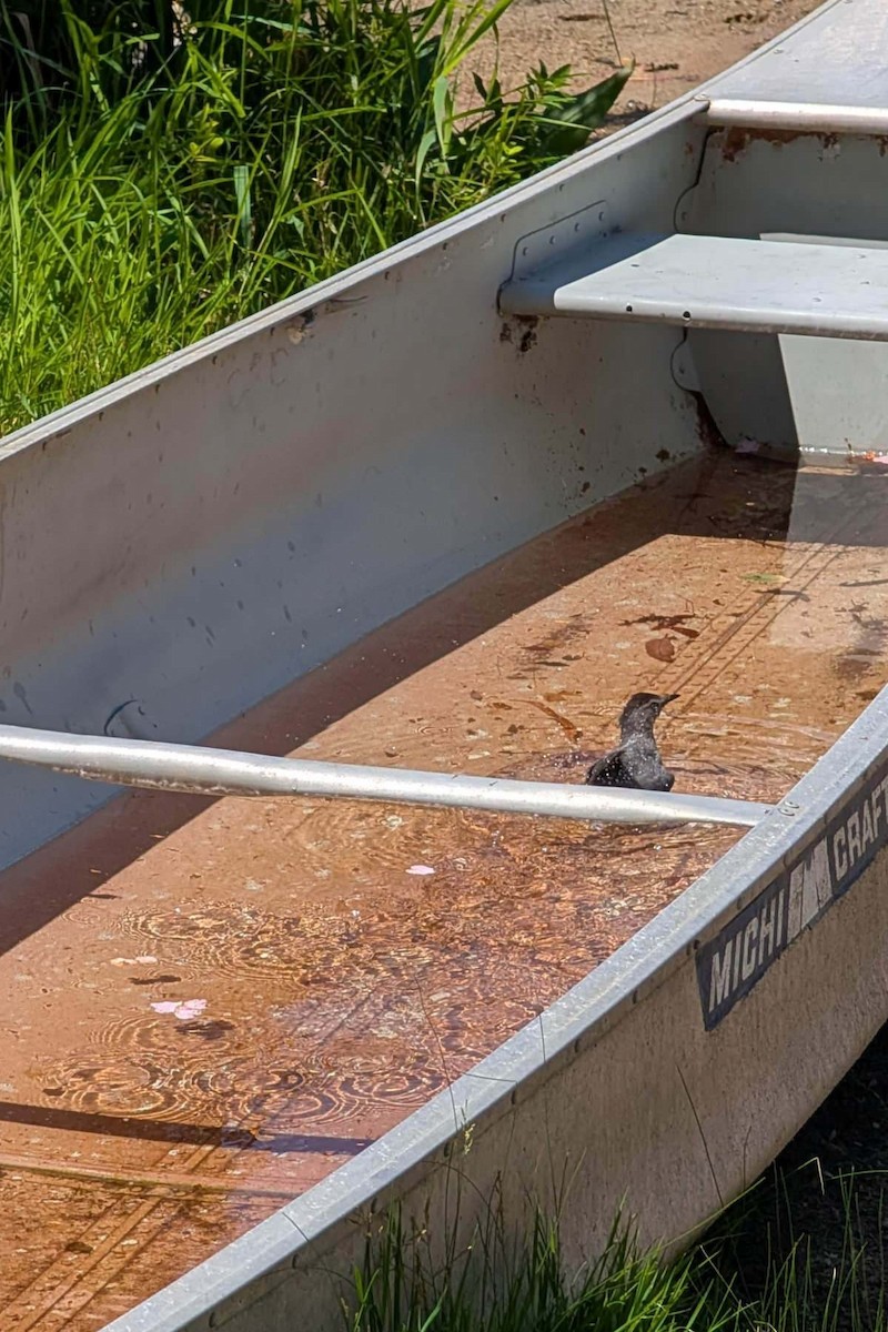 Gray Catbird - ML639508417