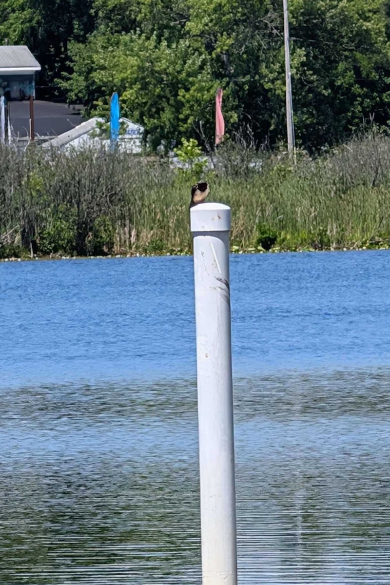 Bank Swallow - ML639508423